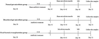 Gut Microbiota Dysbiosis Aggravates Mycoplasma gallisepticum Colonization in the Chicken Lung